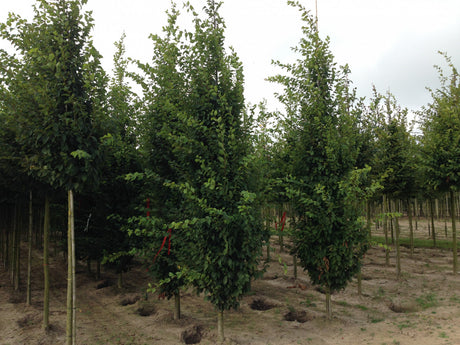 Carpinus betulus 'Frans Fontaine'; industriefest; verfügbar in 15 Größen und Varianten;;ab 276,00 Euro