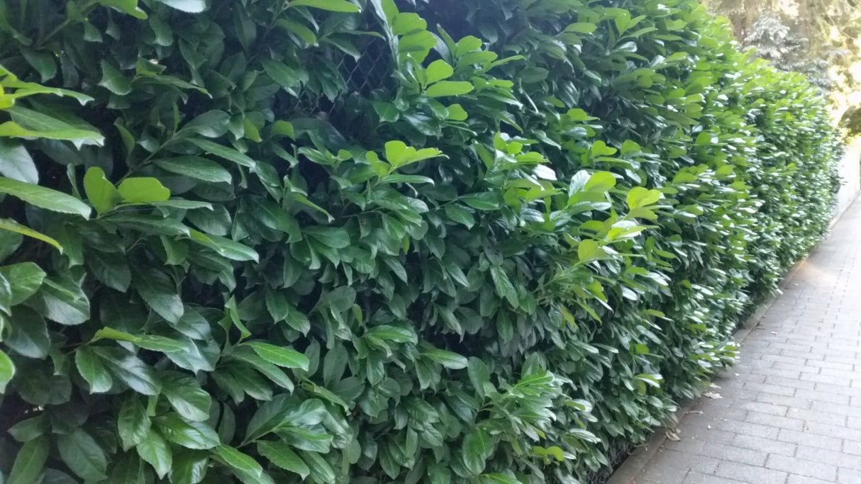 Kirschlorbeer 'Novita' , verfügbar in 14 Größen und Varianten, schnittfest;;hier kaufen