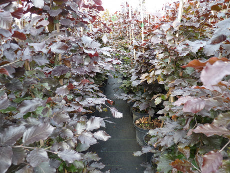 Blutbuche-Sämling; als Pflanze im Beet; nahrungsquelle für Vögel; Einsatzmöglichkeit z.B. : Heckenpflanze; erhältlich von 80-100 bis 175-200 cm;;hier kaufen