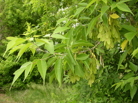 Acer negundo; attraktive Herbstfärbung; verfügbar in 4 Größen und Varianten;;ab 325,00 Euro