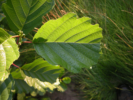 Roterle; hier mit Sommerbelaubung; pioniergehölz; Einsatzmöglichkeit z.B. : Trockenheitstolerante Pflanze; erhältlich von 50-80 bis 450-650 cm;;hier kaufen