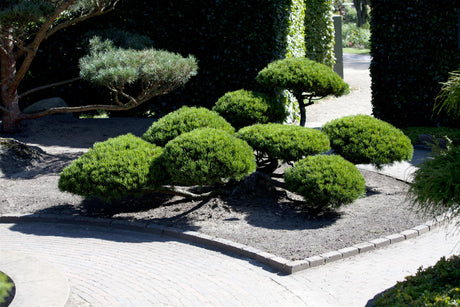 Kiefer; zusammen; pflegeleicht; Einsatzmöglichkeit z.B. : Schutzpflanzungen; erhältlich als: Sämling, gestochen, Sämling;;hier kaufen