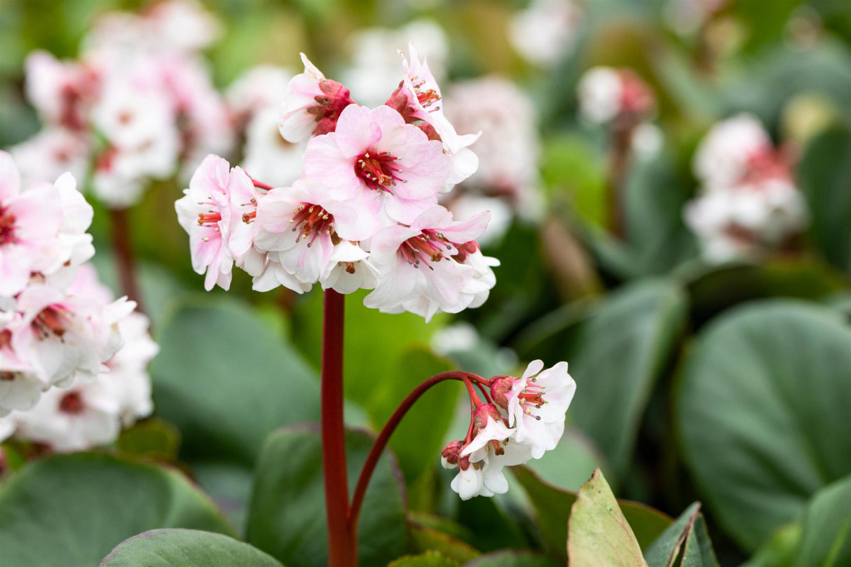 Bergenia cordifolia 'Silberlicht' mit Blüte; Einsatz: , ;;ab 4,48 Euro
