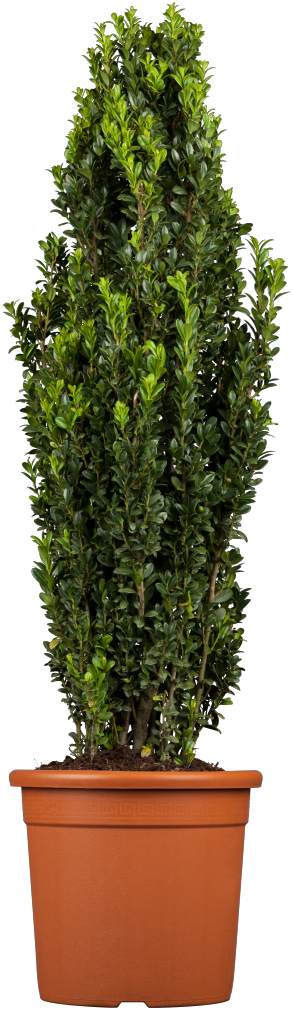 Ilex crenata 'Fastigiata' (Säulen-Berg-Ilex) hier günstig kaufen –  Mitteldeutsche-Baumschulen