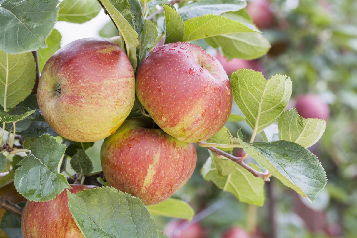 Malus 'Boskoop' mit Früchten, erhältlich von 150-200 bis 450-650 cm; Einsatz: , ;;ab 21,65 Euro
