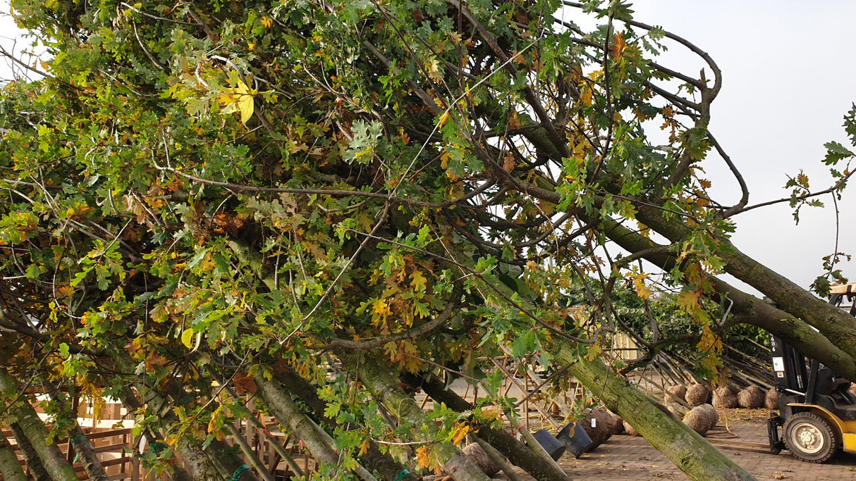 Stieleiche Versand, verfügbar in 24 Größen und Varianten; Einsatz: freie Landschaft, natürlich;;hier kaufen