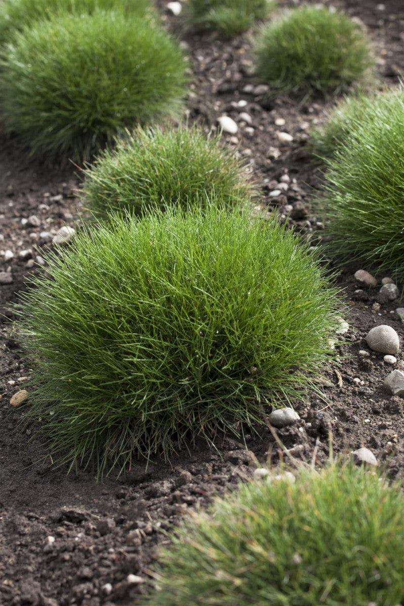 Festuca gautieri 'Pic Carlit' , ;;ab 3,12 Euro