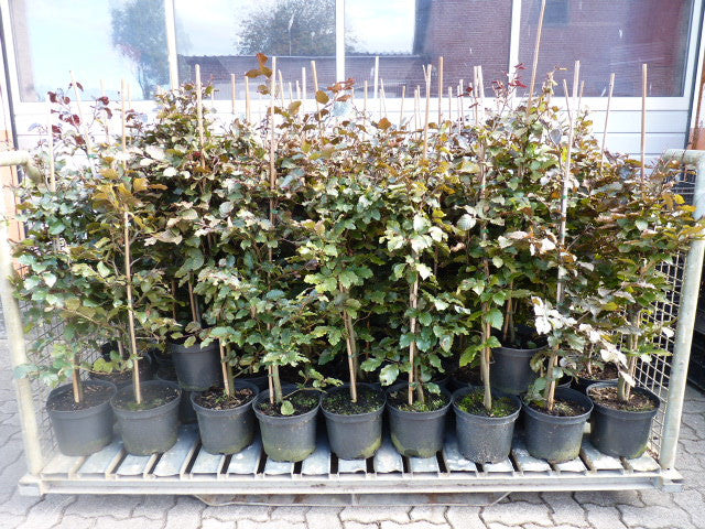 Fagus sylvatica purpurea Versand; Einsatz: Bienenweide, gute Schnittverträglichkeit;;ab 3,95 Euro