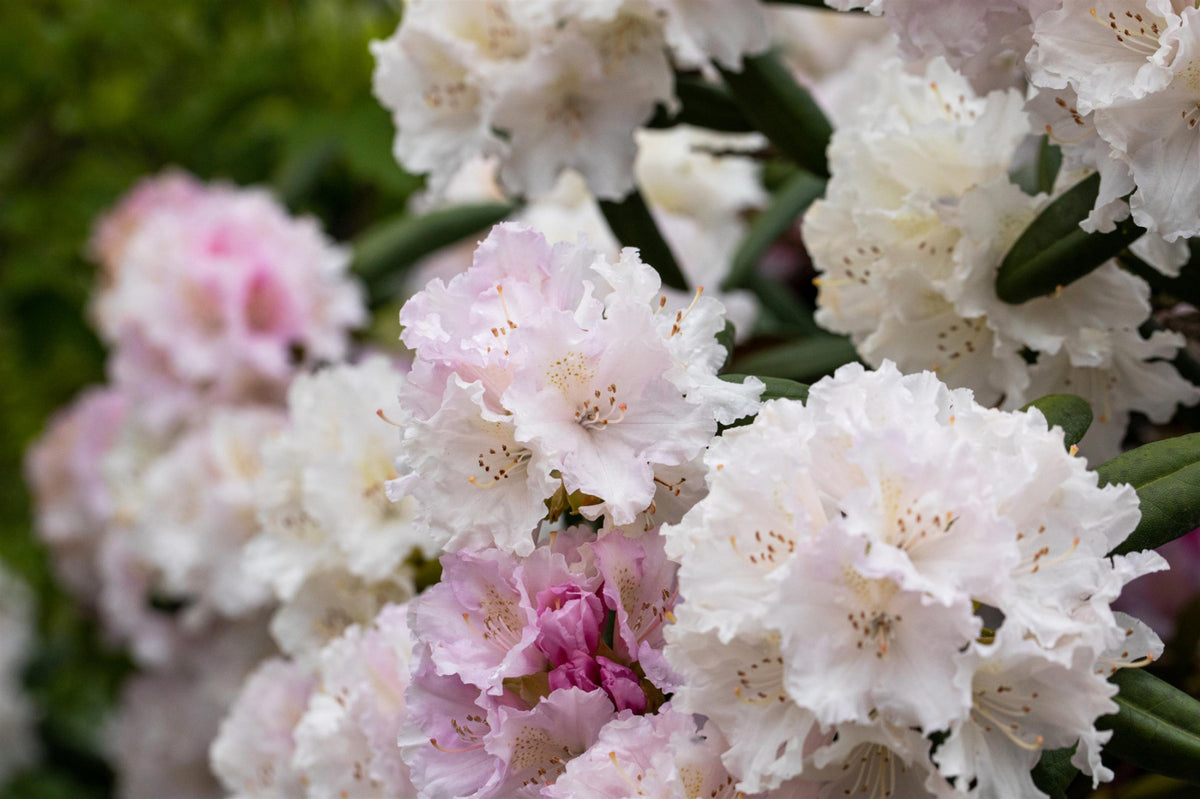 Rhododendron yak.'Schneewolke' I (Yaku-Rhododendron 'Schneewolke') hier  günstig kaufen – Mitteldeutsche-Baumschulen
