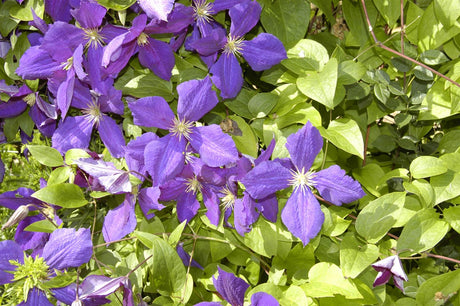 Clematis 'Jackmanii'; hier mit Blüte; winterhart; Einsatzmöglichkeit z.B. : Rankgerüst; verfügbar in 2 Größen und Varianten;;ab 49,30 Euro
