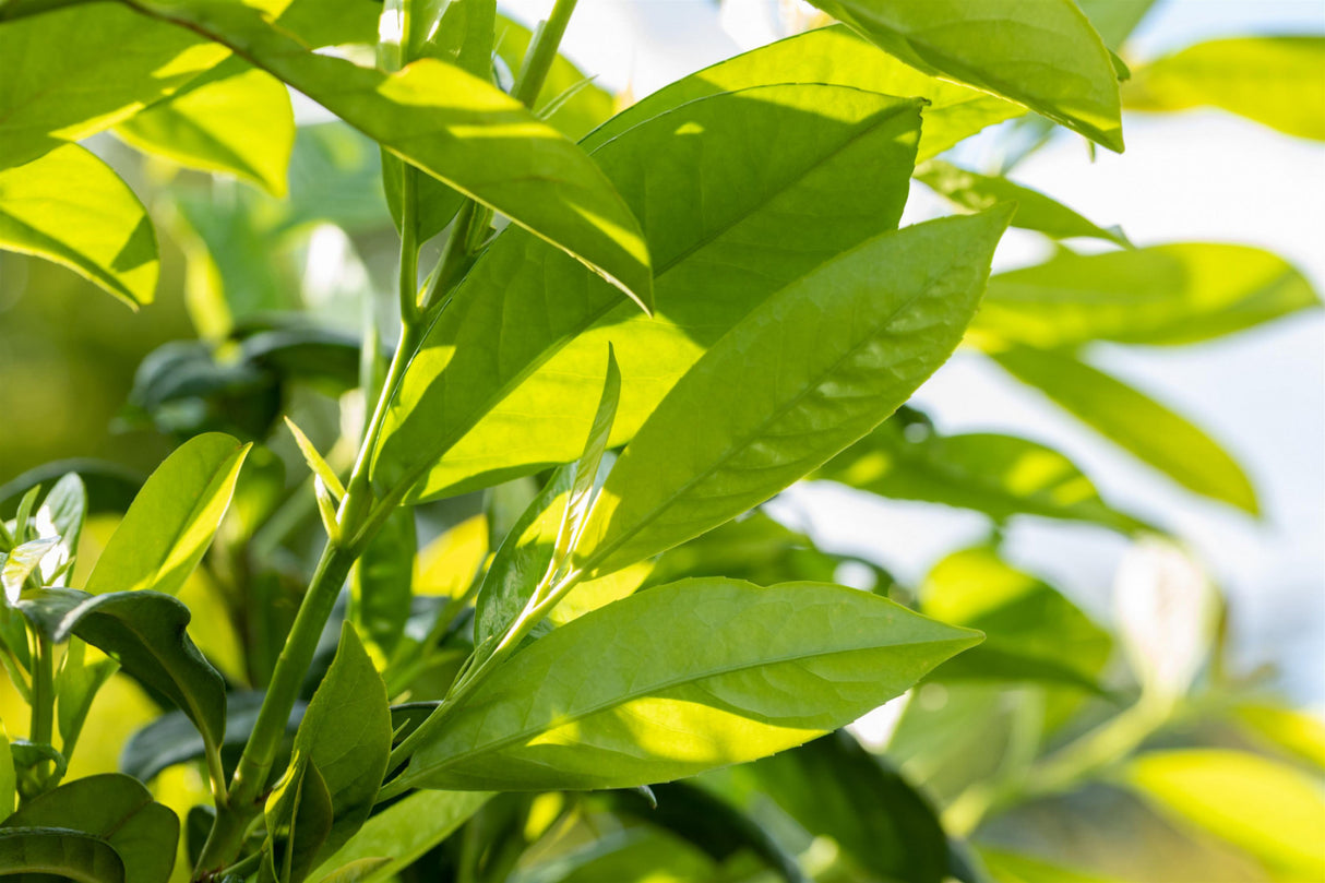 Prunus lauroc. 'Novita' mit Belaubung, erhältlich von 30-40 bis 150-175 cm; Einsatz: , ;;ab 8,75 Euro