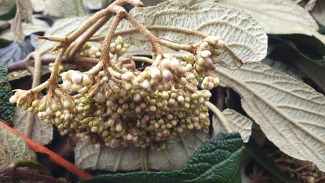 Viburnum rhytidophyllum; hier mit Blüte; starkwüchsig; Einsatzmöglichkeit z.B. : Hecke; verfügbar in 8 Größen und Varianten;;ab 50,60 Euro