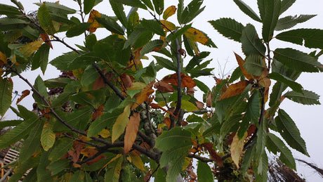 Esskastanie; vorbereitet für Versand; essbare Früchte; Einsatzmöglichkeit z.B. : Fruchtbaum; erhältlich von 50-80 bis 450-650 cm;;hier kaufen