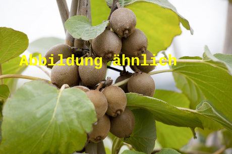 Genaues Foto für Actinidia chinensis 'Bruno' folgt; dieses ähnliche Bild dient der Illustration von Kiwi 'Bruno'