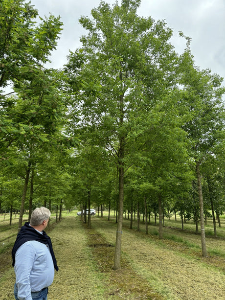 Robinia pseudoac. 'Nyirsegi'; schnellwüchsig; verfügbar in 5 Größen und Varianten;;ab 410,00 Euro