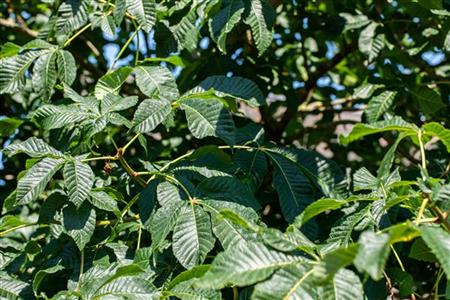 Purpurkastanie; herbstfärbung; erhältlich von 270-330 bis 450-650 cm;;hier kaufen