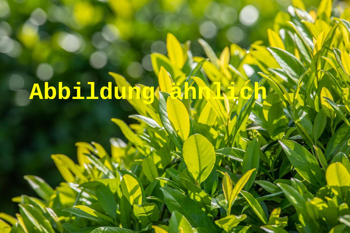 Heckenpflanzen Heckenpflanzen online kaufen aus Heckenpflanze Prunus  lauroc. 'Van Nes' (Lorbeerkirsche 'Van Nes') – Mitteldeutsche-Baumschulen