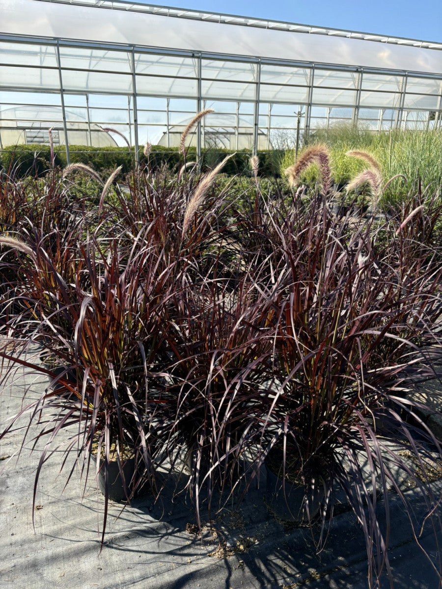 Rotes Lampenputzergras , pflegeleicht;;günstig mit Qualität