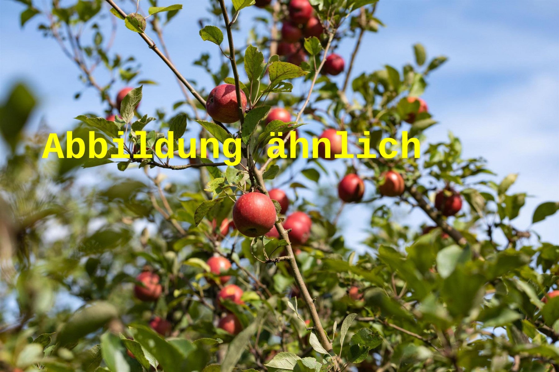 Malus 'Ladina' (Zwergapfel 'Ladina' -S-)