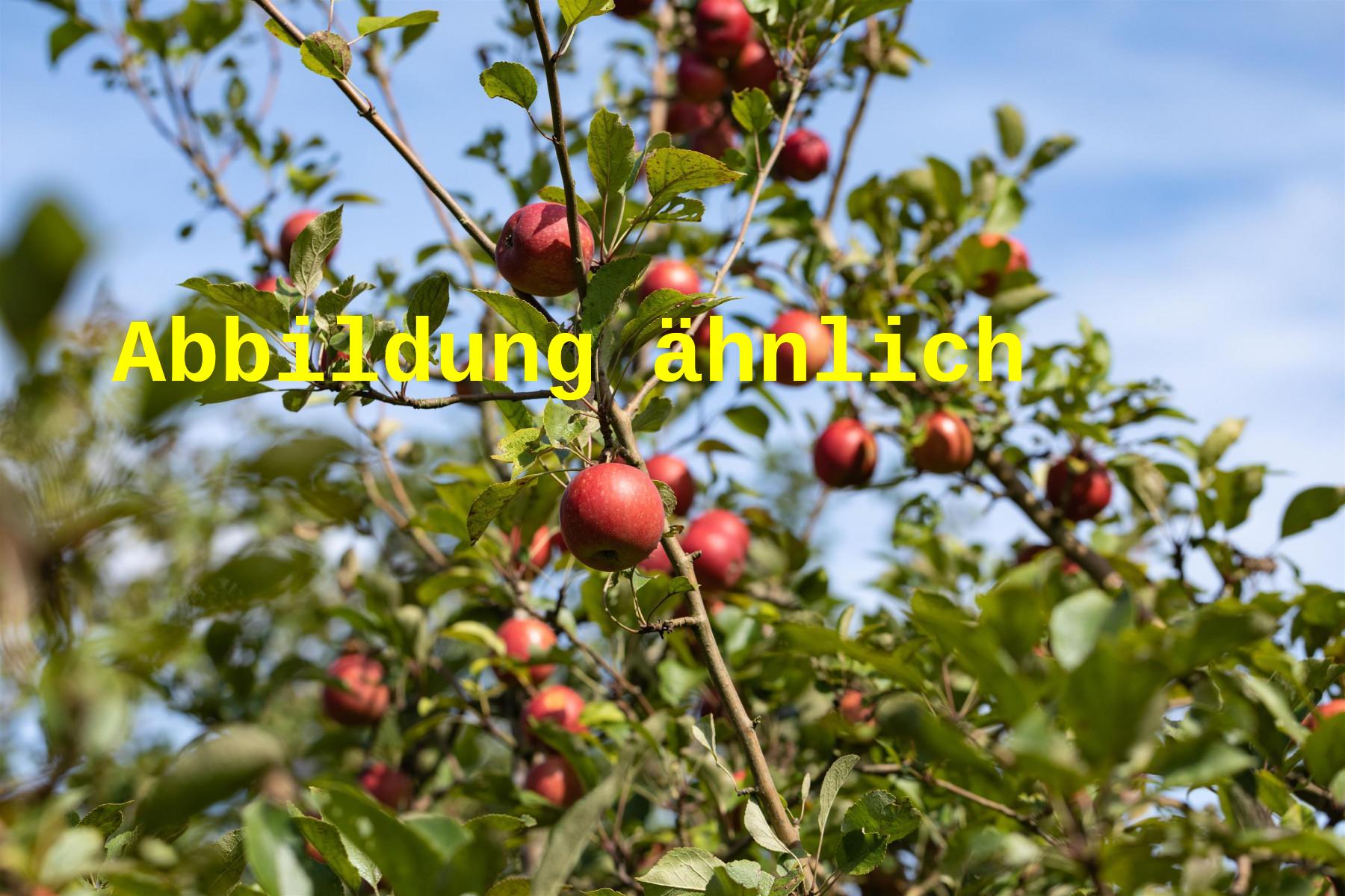 Malus 'Red Idared' (Apfel 'Red Idared' -S-)