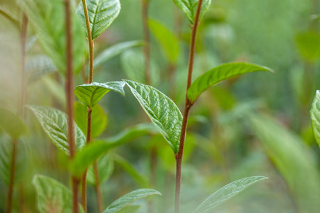 Cotoneaster watereri 'Cornubia'; starkwüchsig; verfügbar in 3 Größen und Varianten;;ab 21,70 Euro