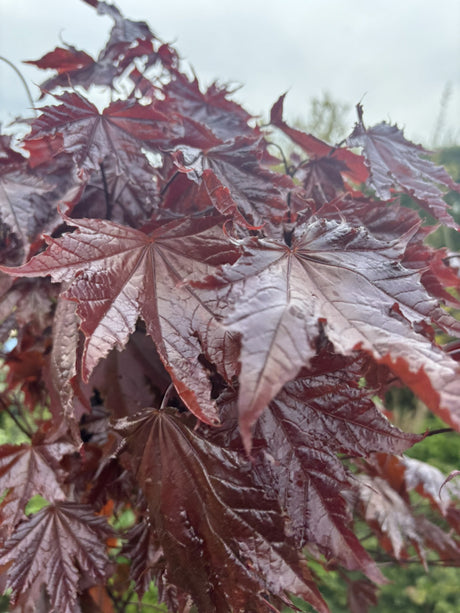 Oregon-Blutahorn 'Royal Red'; hier mit Sommerbelaubung; attraktive Herbstfärbung; Einsatzmöglichkeit z.B. : Ziergehölz; erhältlich von 270-330 bis 450-650 cm;;hier kaufen