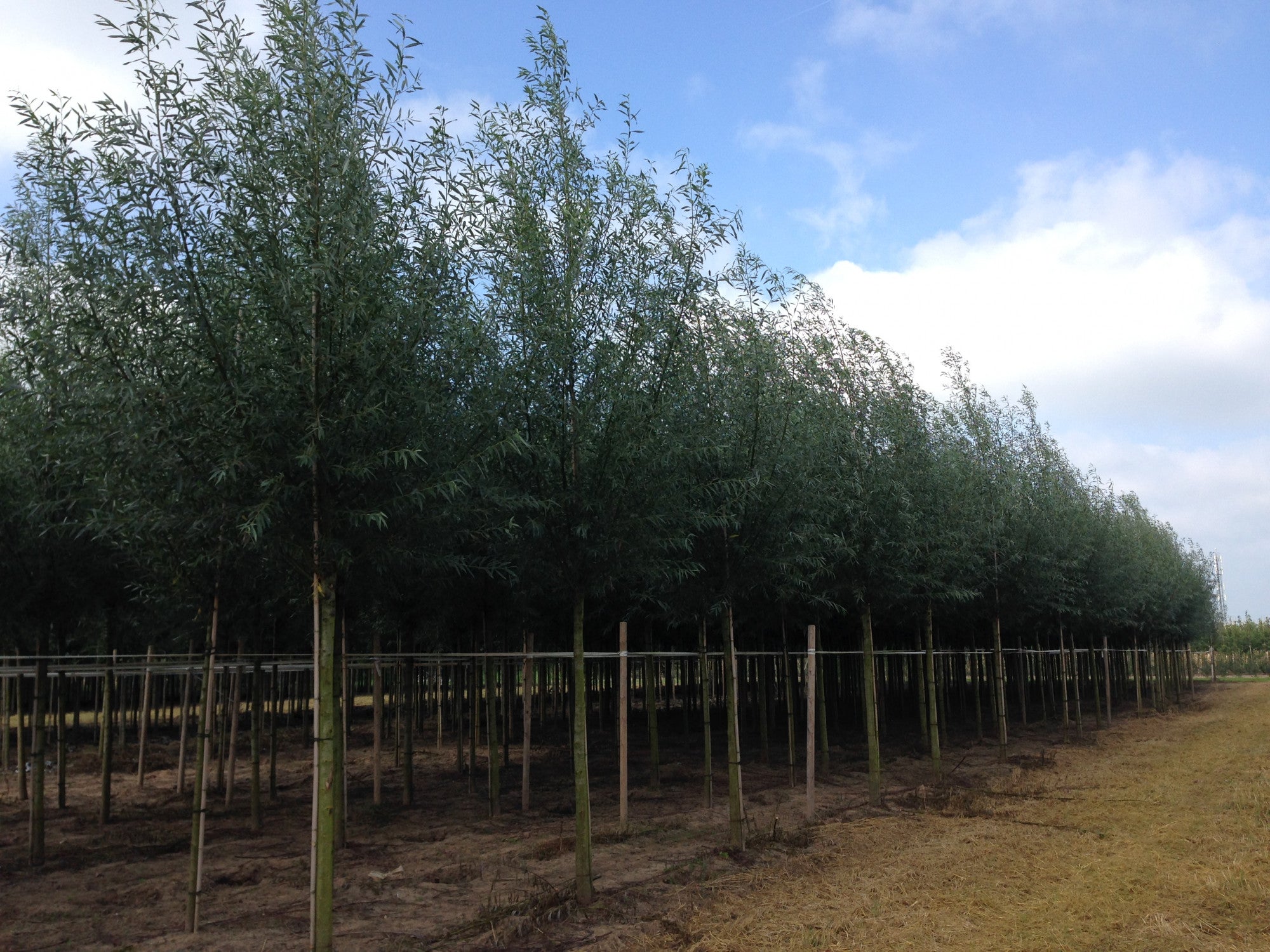 Salix alba (Silberweide)