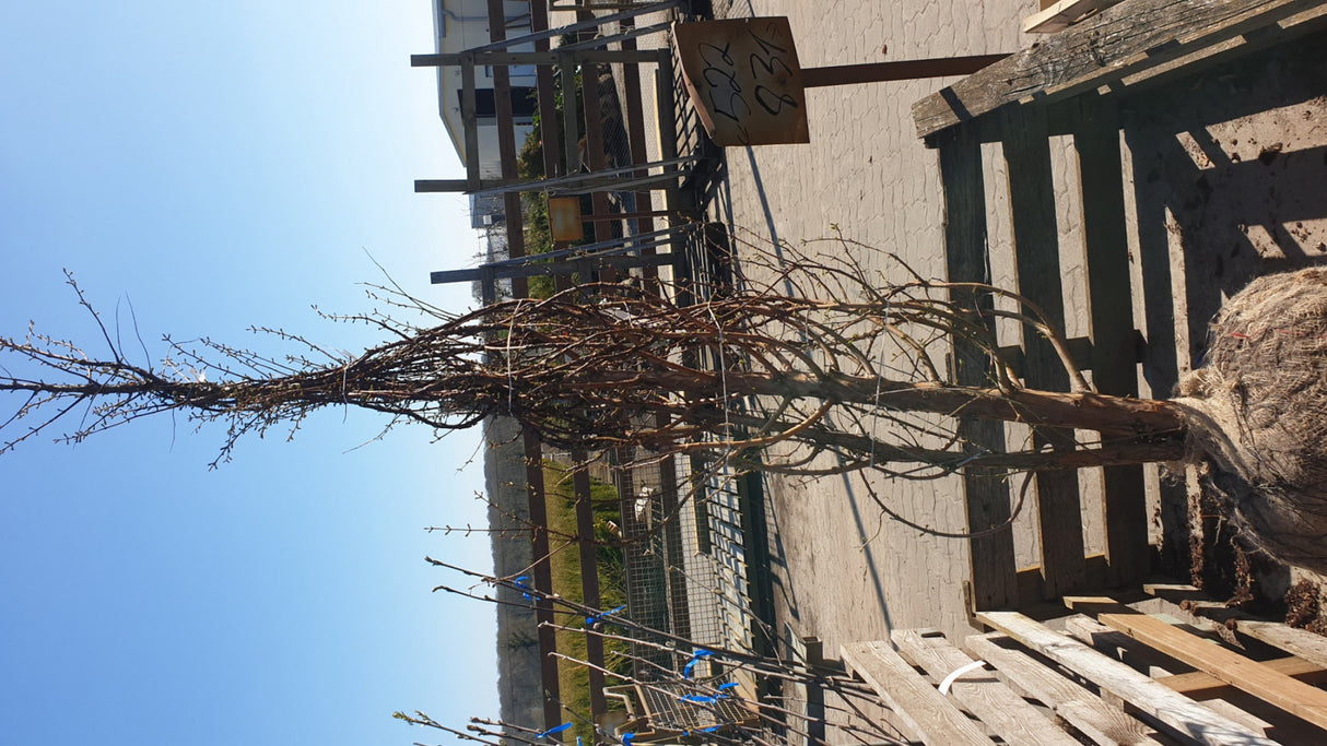 Metasequoia glyptostroboides Versand; Einsatz: Klimabaum, anspruchslos;;Pflanzen vom Profi