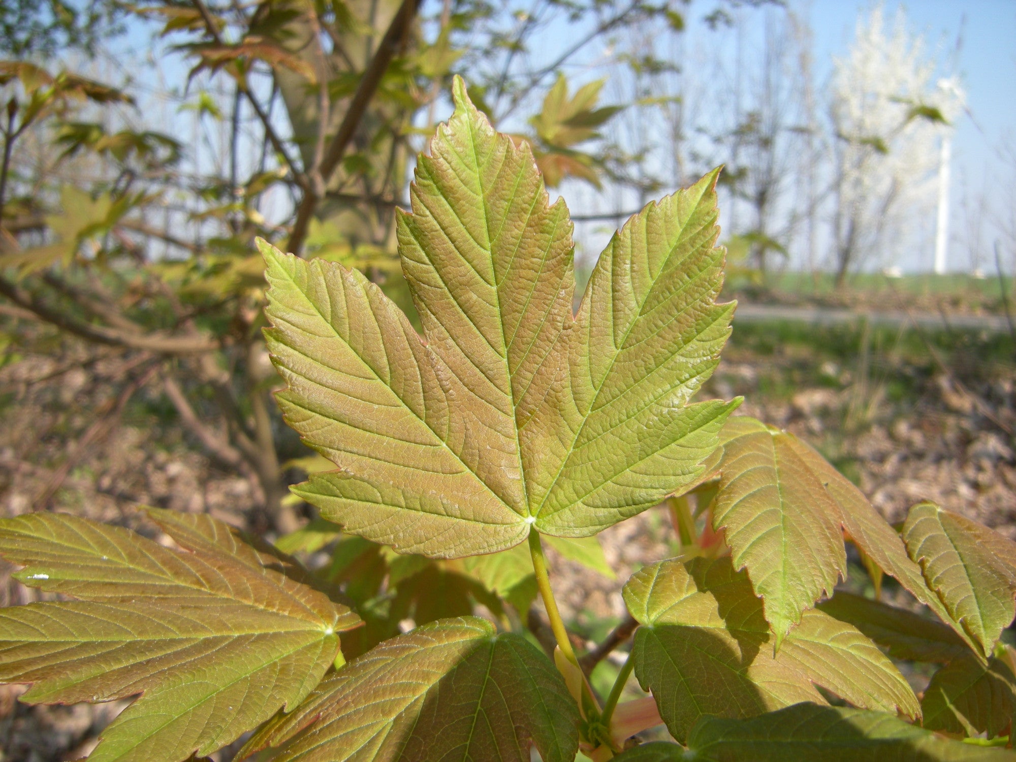 Acer pseudoplatanus (Bergahorn)