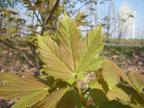 Acer pseudoplatanus; hier mit Sommerbelaubung; schnellwüchsig; Einsatzmöglichkeit z.B. : Parkbäume; verfügbar in 28 Größen und Varianten;;ab 1,67 Euro