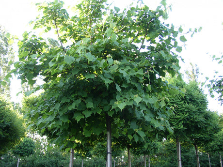 Tilia cordata HkG 82304; reichblühend; verfügbar in 8 Größen und Varianten;;ab 1,54 Euro