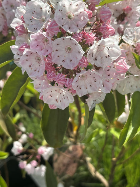 Kalmia latifolia; hier mit Blüte; immergrün; Einsatzmöglichkeit z.B. : Solitärpflanze; verfügbar in 4 Größen und Varianten;;ab 43,30 Euro