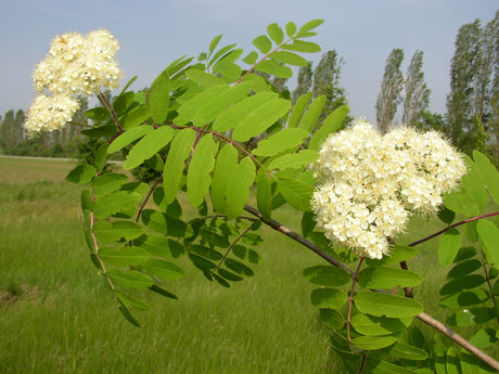 Gewöhnliche Eberesche; hier mit Blüte; bienenweide; Einsatzmöglichkeit z.B. : Bienenweide; erhältlich von 50-80 bis 450-650 cm;;hier kaufen