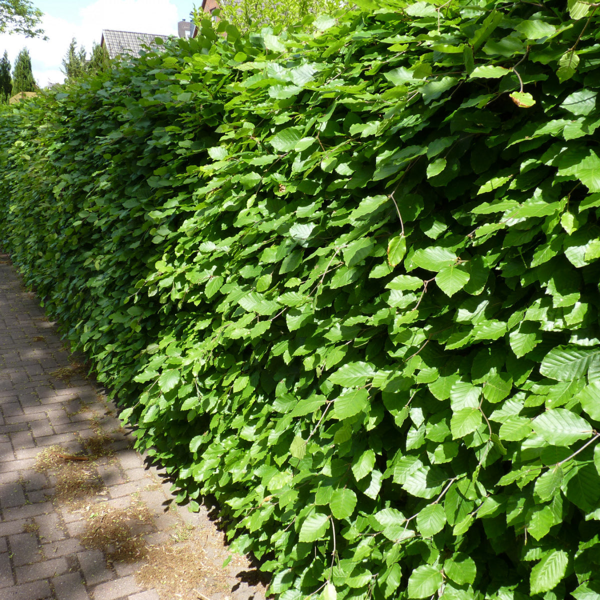 Heckenpflanzen Heckenpflanzen online kaufen aus Heckenpflanze Fagus  sylvatica (Rotbuche)  Mitteldeutsche-Baumschulen