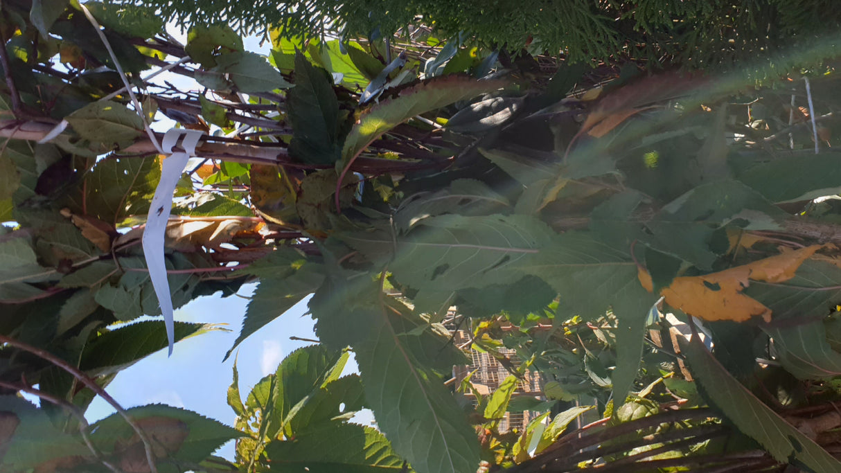 Japan. Säulenkirsche; vorbereitet für Versand; säulenform; Einsatzmöglichkeit z.B. : Solitärgehölz; erhältlich von 60-100 bis 450-650 cm;;hier kaufen