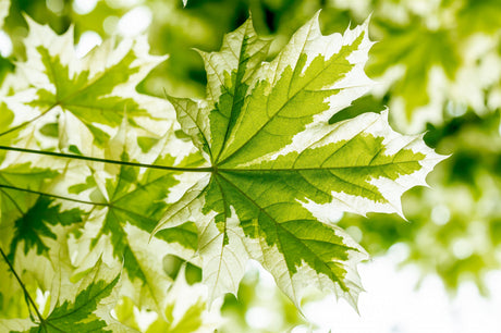 Acer platanoides 'Drummondii'; blattzeichnung; verfügbar in 10 Größen und Varianten;;ab 510,00 Euro