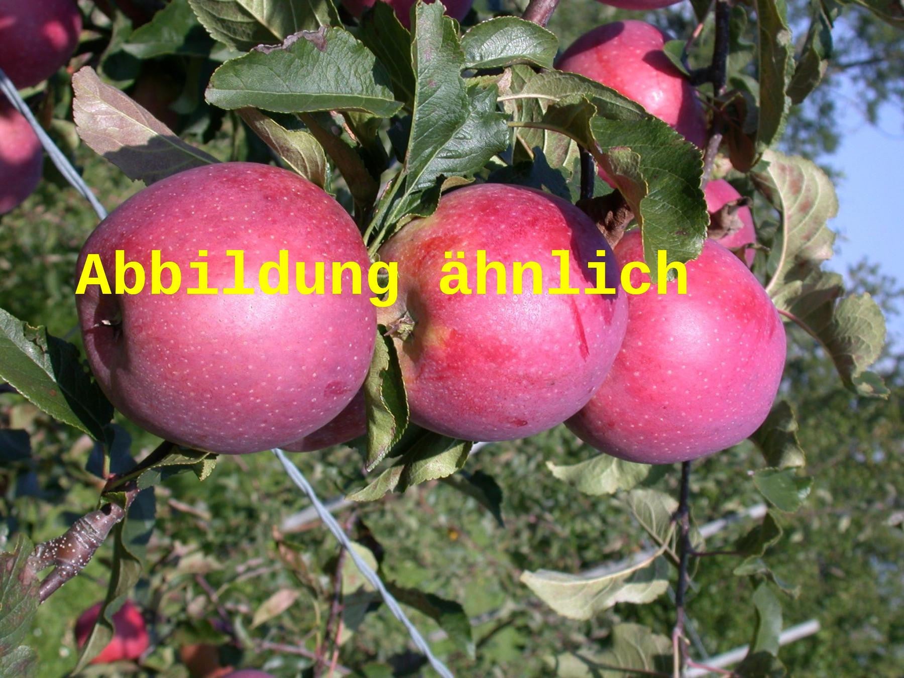 Malus 'Regia' (Apfel 'Regia' -S-)