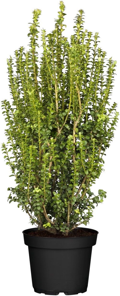 Buxus sempervirens 'Handsworthiensis' (Buchsbaum 'Handsworthiensis')