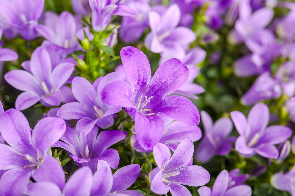 Campanula poscharskyana (Hängepolster-Glockenblume) hier günstig kaufen –  Mitteldeutsche-Baumschulen