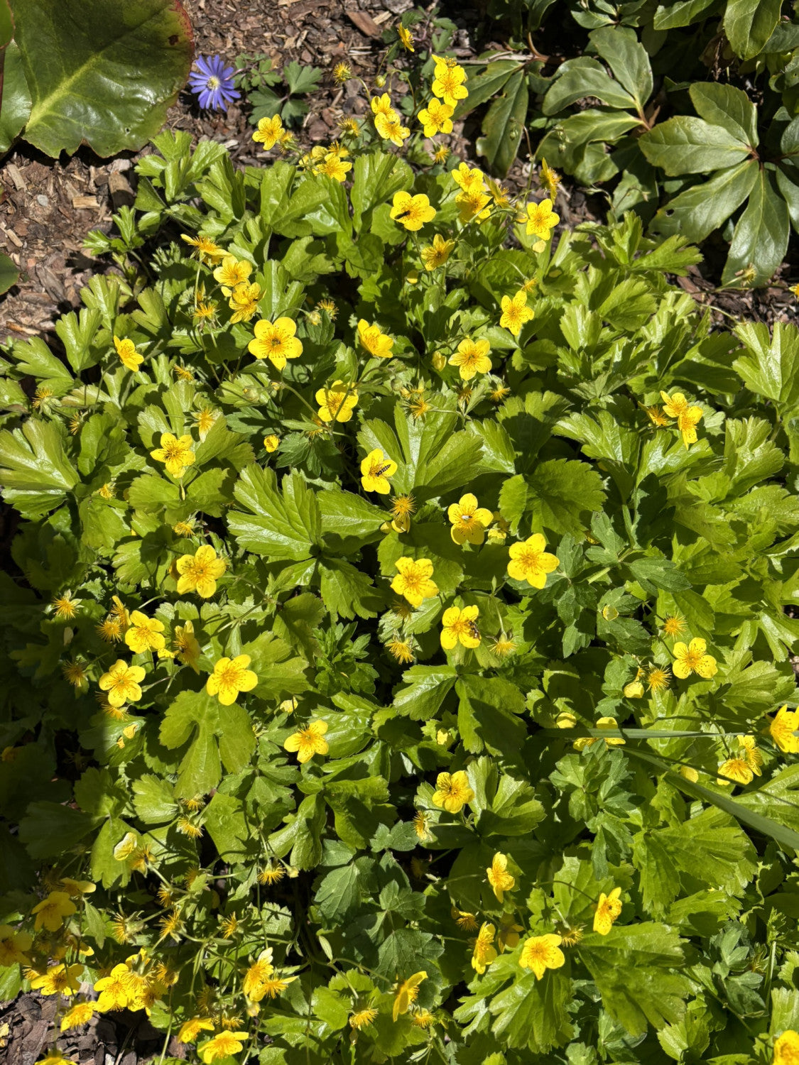 Dreiblättrige Matten-Waldsteinie mit Blüte; Einsatz: Steingärten, bodendecker;;hier kaufen
