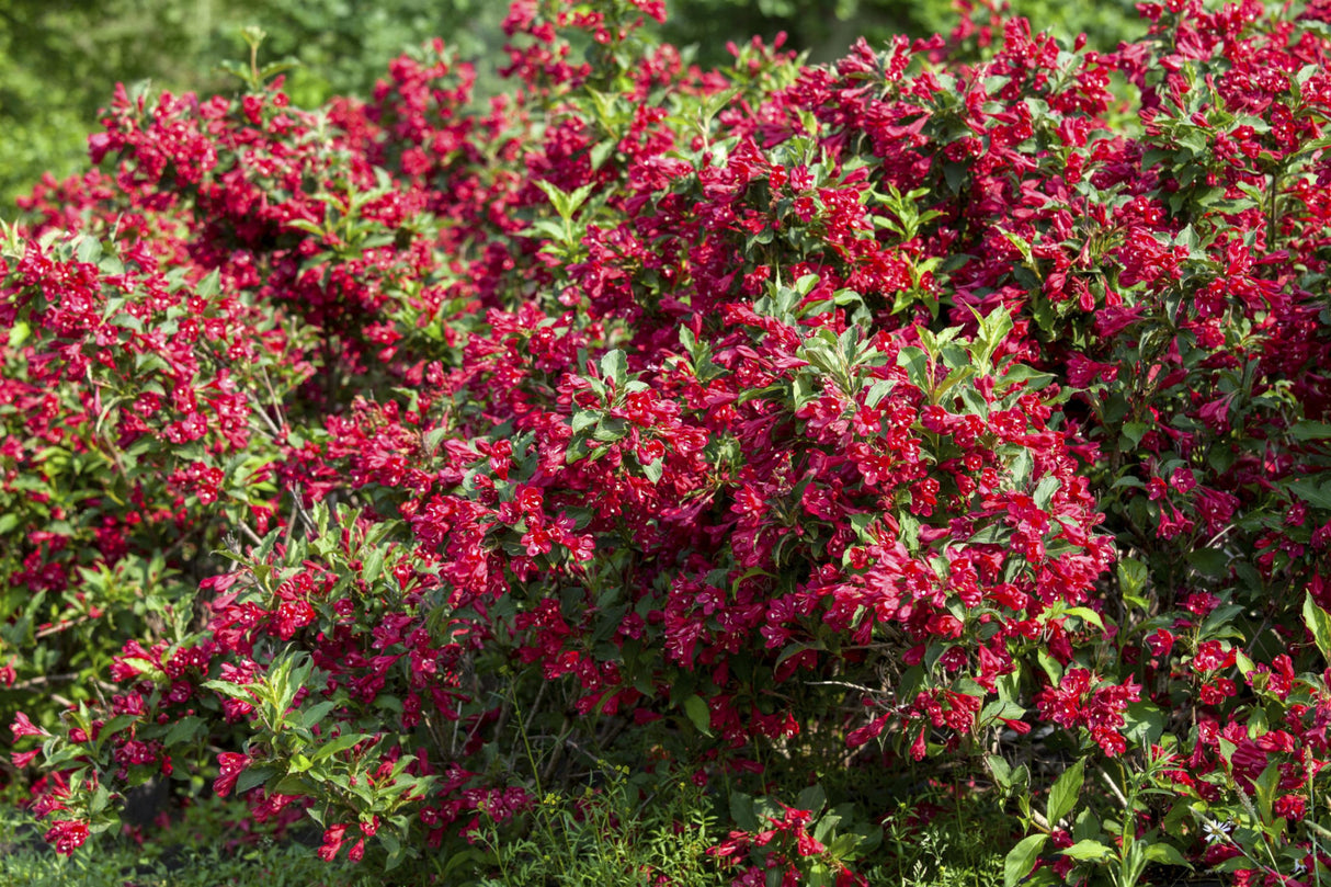 Weigela 'Red Prince' mit Blüte, erhältlich von 40-60 bis 80-100 cm; Einsatz: , ;;ab 9,50 Euro