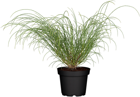 Steinginster; hier im Topf; winterhart; Einsatzmöglichkeit z.B. : Steingarten; erhältlich von 20-30 bis 30-40 cm;;hier kaufen