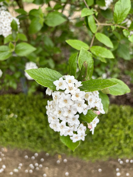 Viburnum burkwoodii; hier mit Blüte; duftend; Einsatzmöglichkeit z.B. : Hecke; verfügbar in 5 Größen und Varianten;;ab 50,60 Euro