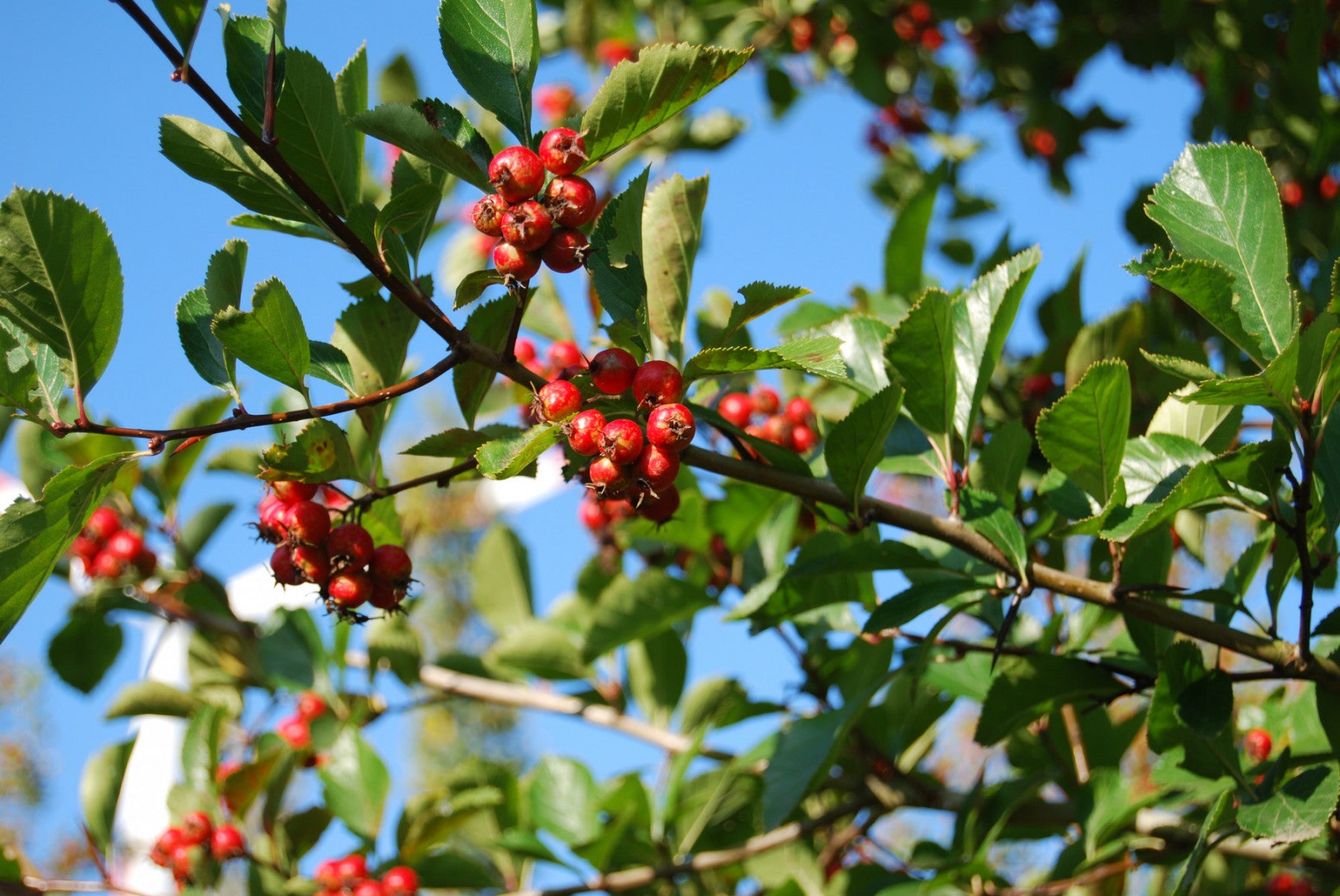 Crataegus lavallei 'Carrierei' (Apfeldorn)