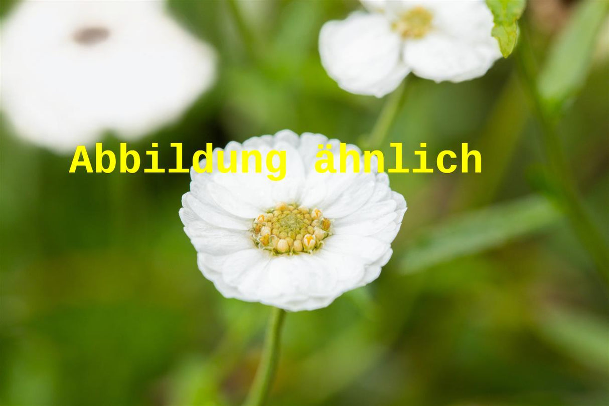 Genaues Foto für Achillea ageratifolia folgt; dieses ähnliche Bild dienst der Illustration von Dalmatiner-Silber-Garbe