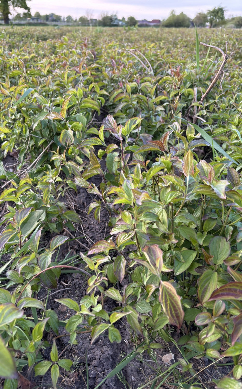 Roter Hartriegel als Pflanze im Beet, verfügbar in 11 Größen und Varianten; Einsatz: anspruchslose Pflanze, sehr anpassungsfähig;;hier kaufen