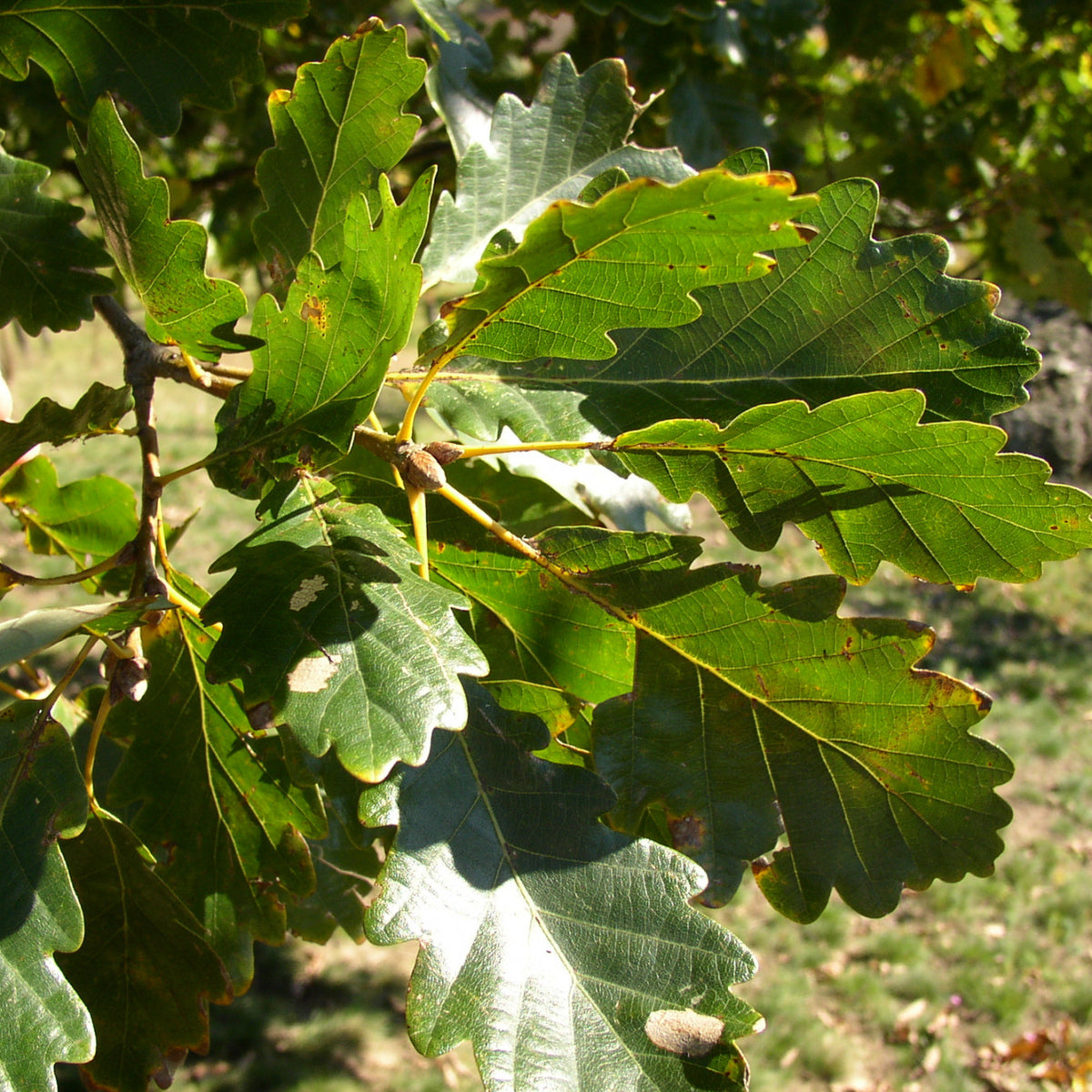 Quercus petraea (Trauben-Eiche) hier günstig kaufen –  Mitteldeutsche-Baumschulen