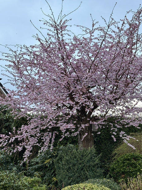 Prunus subhirtella 'Accolade'; hier mit Blüte; früh blühend; Einsatzmöglichkeit z.B. : Zierkirsche; verfügbar in 20 Größen und Varianten;;ab 20,70 Euro