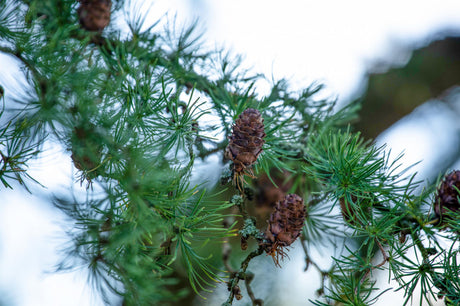Europäische Lärche; mit Früchten/Fruchtbehang; robust; Einsatzmöglichkeit z.B. : Holzgewinnung; erhältlich von 25-50 bis 80-120 cm;;hier kaufen