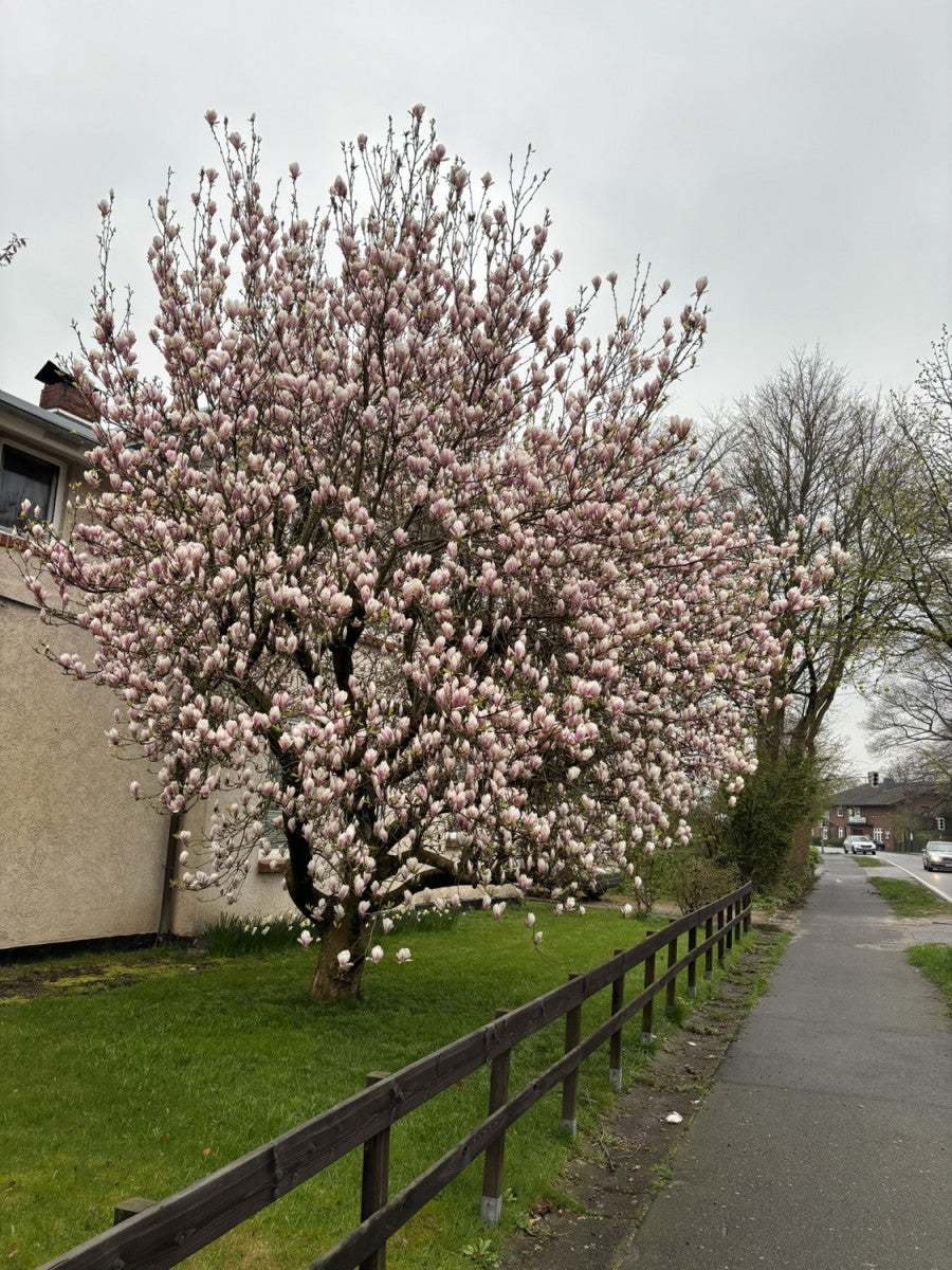 Tulpenmagnolie; als Pflanze im Beet; frühjahrsblüher; Einsatzmöglichkeit z.B. : solitärpflanze; erhältlich von 40-60 bis 450-650 cm;;hier kaufen